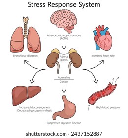 Stress response system structure diagram hand drawn schematic vector illustration. Medical science educational illustration