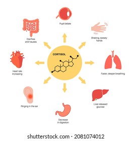Stress symptoms and human body emergency reaction. Cortisol hormones in the human body. Pituitary glands concept. Hypothalamic pituitary adrenal axis. Medical flat vector illustration