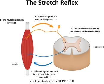 The Stretch reflex