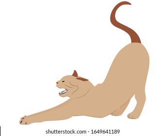 Stretching beige cat isolated on white background. Funny yoga kitten stretch, vector eps 10