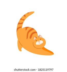 Stretching plump red cat. Feline flexibility and grace vector illustration