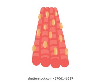 Striated or Skeletal Muscle Stem Cell