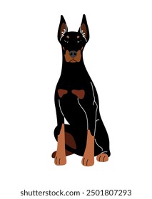 Strict Doberman dog sitting on a white background authors work