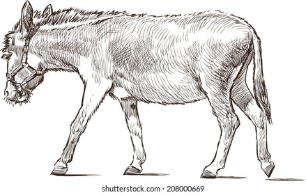 striding donkey