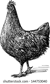  striding hen