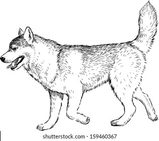 striding husky