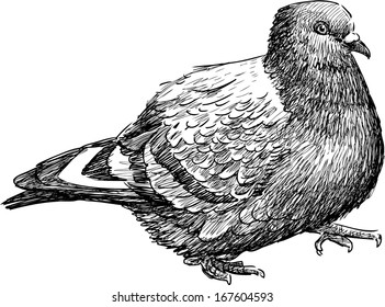 striding pigeon