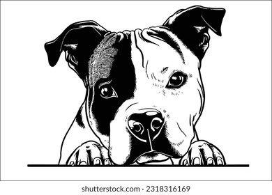 Striking Amstaff dog peeking, with its muscular build and alert expression, showcasing strength and loyalty in every glance