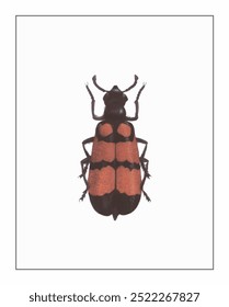 A striking beetle with a black body and bold orange-red stripes on its elytra, features delicate antennae and symmetrical legs against a white backdrop.