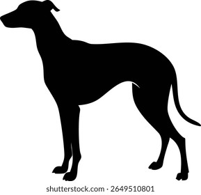 Uma silhueta preta impressionante de um cão de galgos se posiciona elegantemente contra um fundo branco. A imagem mostra a forma elegante do cão e a construção atlética.