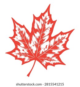 A striking red maple leaf with intricate vein patterns, symbolizing autumn and natures beauty, isolated on a white background.