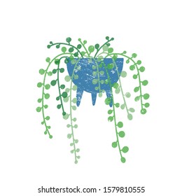 String of pearls houseplant flat vector illustration. Godson Rowley flower in trendy ceramic pot isolated on white background. Cascading succulent, exotic green interior decoration element.