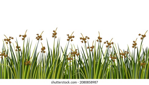 Strip of swamp cattails. Marsh reed, grass. Vector bulrush for computer games isolated on white background.