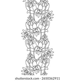 Stripe pattern with black and white line art canary islands flowers Parror Beaks. Floral seamless border with monochrome hand drawn millefleur style botanicals. Vector illustration
