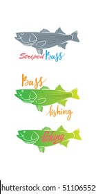striped bass