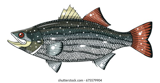 striped bass