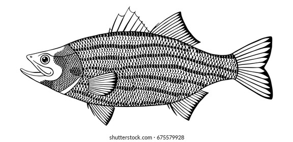 Striped Bass