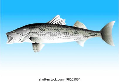 Striped Bass