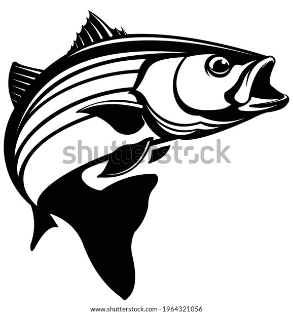 Striped Bass Fish Logo, Great and Unique Striped bass\
fish Jumping out of the water. Great to use as your striped bass\
fishing activity. 