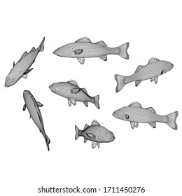 Striped bass fish polygonal lines illustration. Abstract vector fish on the white background