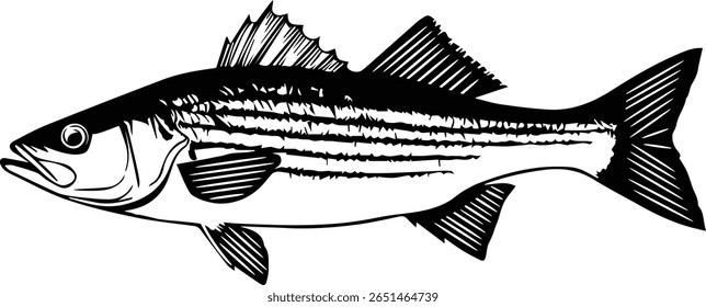 Striped Bass Fish Vetor - Silhueta Striper para T-Shirts de pesca, adesivos e logotipos