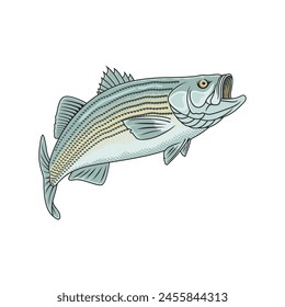 striped bass fishing illustration logo vector image t shirt