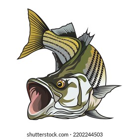 striped bass fishing illustration t shirt logo vector image template