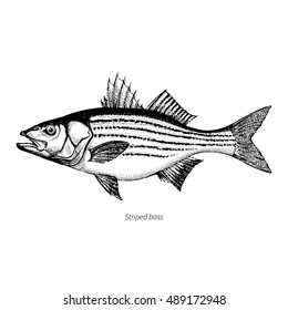 Striped bass hand drawn outline vintage vector illustration. Isolated on white background.