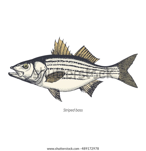 Free Free 201 Striped Bass Svg SVG PNG EPS DXF File