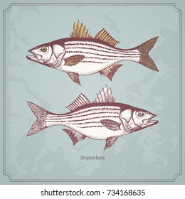 Striped bass hand drawn vintage vector illustration. Isolated on retro texture background.