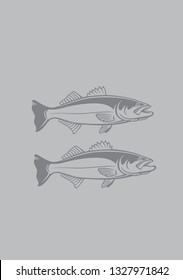 striped bass image