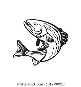 Striped Bass Morone Saxatilis, Atlantic Striped Bass Striper Linesider or Rockfish Jumping Up Retro Black and White