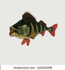 Striped bass with open mouth vector illustration.
