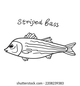 Striped Bass. Outline Icon. Fish. Vector Hand Drawn Graphic Design.