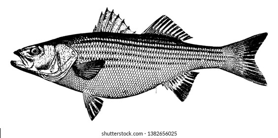 Striped Bass is a soft fleshed fish, vintage line drawing or engraving illustration.