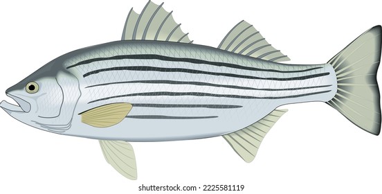 Striped Bass Swimming Vector Illustration