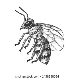 Striped Bee Flying Insect Animal Side View Vector. Bee Swarm Is Large Group Of Pollinators In Ecosystem And Important In Agriculture Sphere. Black And White Designed Cartoon Illustration