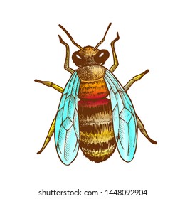 Striped Bee Flying Insect Animal Top View Vector. Bee With Pair Of Wings, Paws And Antennae. Pollinates Flowering Plant And Produce Nourishing Flower Oil. Hand Drawn Color Illustration