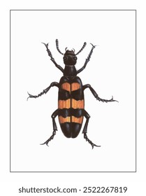 A striped beetle displays vivid orange bands on a shiny black body, with intricate segmented legs and prominent antennae.