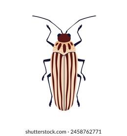 Striped blister beetle. Insect species icon. Elongated long bug with lines pattern, top above view. Summer fauna. Flat graphic vector illustration isolated on white background