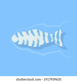 Striped blue fish swims slowly in the water