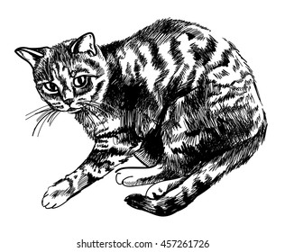
Striped cat lying on its side . Vector freehand drawing in vintage style . Fluffy kitten.