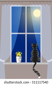 Striped cat on windowsill