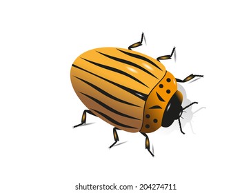 The striped Colorado beetle on a white background.