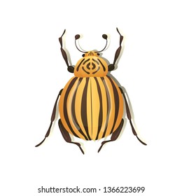 Striped colorado potato beetle on white background.