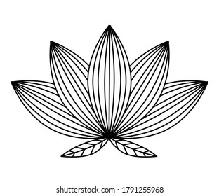 striped lotus flower design, natural floral nature plant ornament garden decoration and botany theme Vector illustration