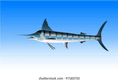 Striped Marlin