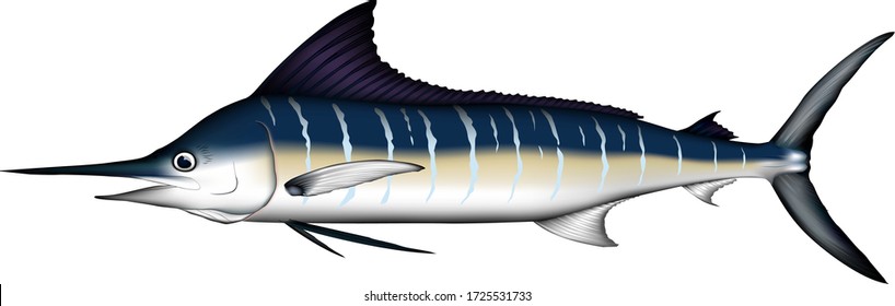 'Striped marlin' real art,illustration, vector eps format
