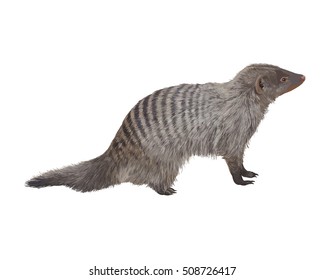 Striped mongoose. Realistic detailed vector illustration