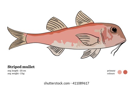 Striped mullet fish vector illustration